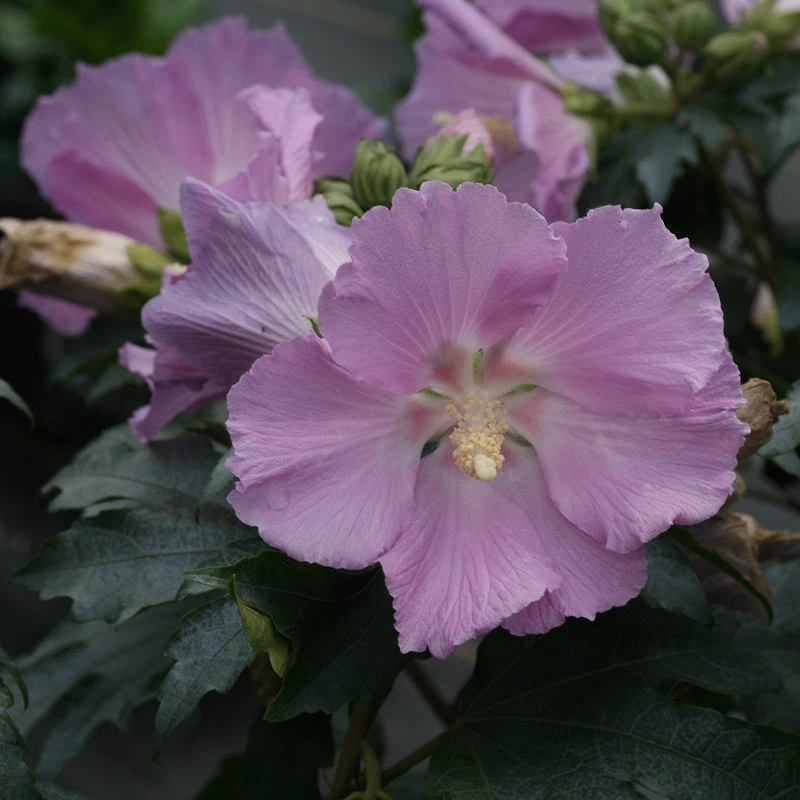 Pollypetite® Rose Of Sharon 2 Pollypetite® Rose Of Sharon - Image 2