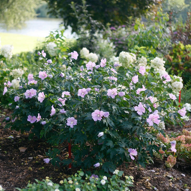 Pollypetite® Rose Of Sharon 3 Pollypetite® Rose Of Sharon - Image 3