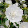 White Chiffon® Rose Of Sharon