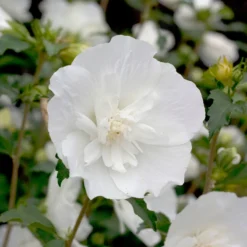 White Chiffon® Rose Of Sharon