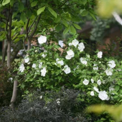 White Chiffon® Rose Of Sharon -Great Garden Plants Shop Hibiscus White Chiffon 3 P