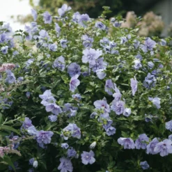 Blue Chiffon® Rose Of Sharon -Great Garden Plants Shop HibiscusBlueChiffonIMG 9730 800x800 bf5b70e