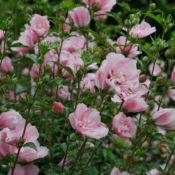 Pink Chiffon® Rose Of Sharon -Great Garden Plants Shop HibiscusPinkChiffonDSC02042 800x800 76e0ba8