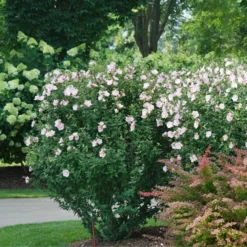Pink Chiffon® Rose Of Sharon -Great Garden Plants Shop HibiscusPinkChiffonDSC08280 800x800 e1172b5