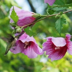 Purple Pillar® Rose Of Sharon 9 Purple Pillar® Rose Of Sharon -Great Garden Plants Shop HibiscusPurplePillarDSC05014c 800x800 505c099