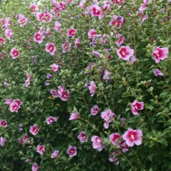 Purple Pillar® Rose Of Sharon 10 Purple Pillar® Rose Of Sharon -Great Garden Plants Shop HibiscusPurplePillarP1239242 800x800 ef37e54