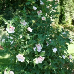 Starblast Chiffon™ Rose Of Sharon -Great Garden Plants Shop HibiscusStarblastChiffonP1218090 1080x1080 5fa52ec
