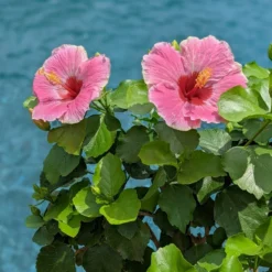 Hollywood Hibiscus™ America's Sweetheart™ Tropical Hibiscus -Great Garden Plants Shop Hibiscusrosa sinensisHollywoodAmericasSweetheartPool4 800x800 827728e