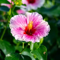 Hollywood Hibiscus⢠America's Sweetheart⢠Tropical Hibiscus
