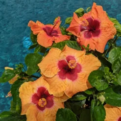 Hollywood Hibiscus™ Disco Diva™ Tropical Hibiscus -Great Garden Plants Shop Hibiscusrosa sinensisHollywoodDiscoDivaPool4 800x800 5f2eceb