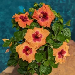 Hollywood Hibiscus⢠Disco Diva⢠Tropical Hibiscus