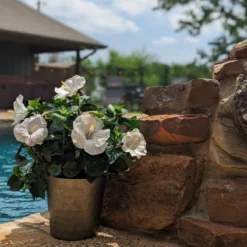 Hollywood Hibiscus™ Earth Angel™ Tropical Hibiscus -Great Garden Plants Shop Hibiscusrosa sinensisHollywoodEarthAngelPool6 800x800 4576e28