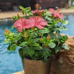 Hollywood Hibiscus⢠First Lady⢠Tropical Hibiscus