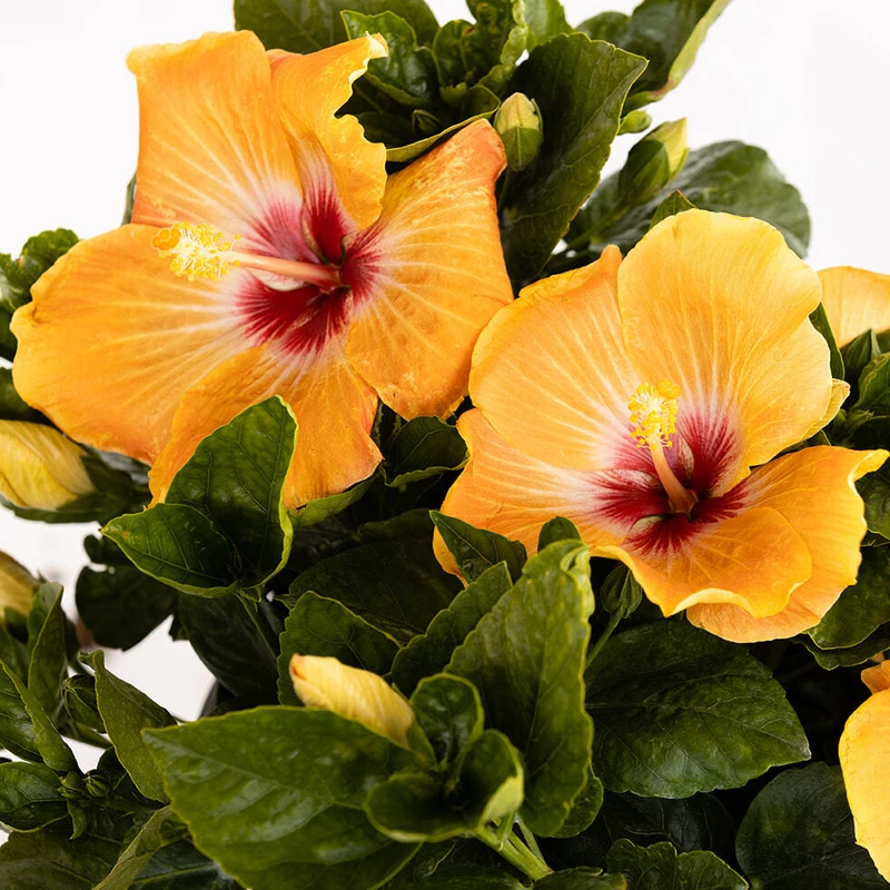Hollywood Hibiscus™ Gold Digger™ Tropical Hibiscus 2 Hollywood Hibiscus™ Gold Digger™ Tropical Hibiscus - Image 2