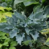 Shadowland® 'Waterslide' Hosta