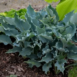 Shadowland® 'Waterslide' Hosta -Great Garden Plants Shop Hosta Waterslide 2 P