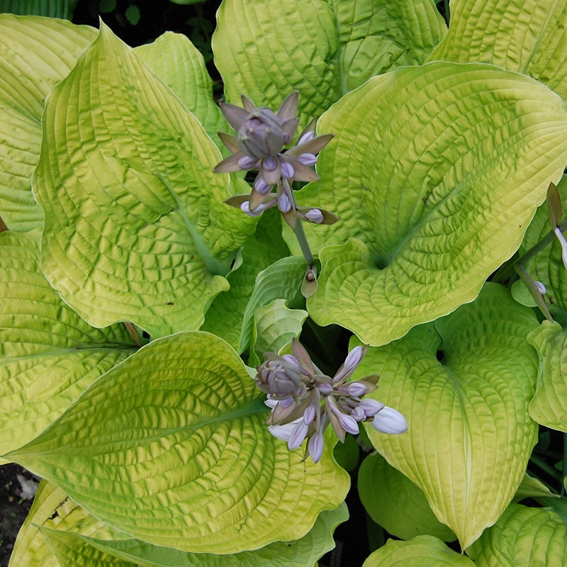 Shadowland® 'Coast To Coast' Hosta 2 Shadowland® 'Coast To Coast' Hosta - Image 2