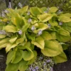 Shadowland® 'Coast To Coast' Hosta