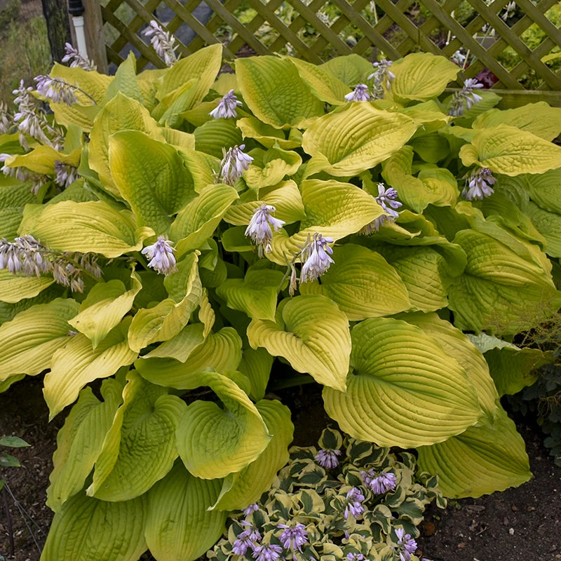 Shadowland® 'Coast To Coast' Hosta 1 Shadowland® 'Coast To Coast' Hosta
