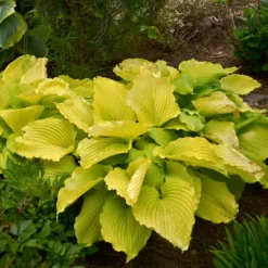 Shadowland® 'Coast To Coast' Hosta 6 Shadowland® 'Coast To Coast' Hosta -Great Garden Plants Shop Hosta Coast to Coast 3 P