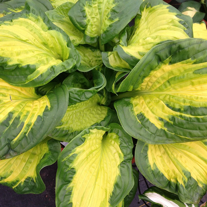 Shadowland® 'Etched Glass' Hosta 2 Shadowland® 'Etched Glass' Hosta - Image 2