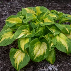 Shadowland® 'Etched Glass' Hosta 6 Shadowland® 'Etched Glass' Hosta -Great Garden Plants Shop Hosta Etched Glass 2 P