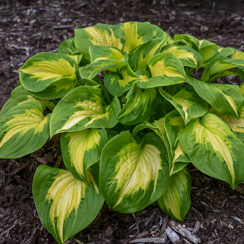 Shadowland® 'Etched Glass' Hosta 3 Shadowland® 'Etched Glass' Hosta - Image 3