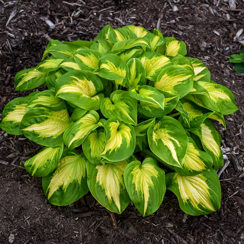 Shadowland® 'Etched Glass' Hosta 1 Shadowland® 'Etched Glass' Hosta