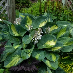 Shadowland® 'Hudson Bay' Hosta 8 Shadowland® 'Hudson Bay' Hosta -Great Garden Plants Shop Hosta Hudson Bay 2 P