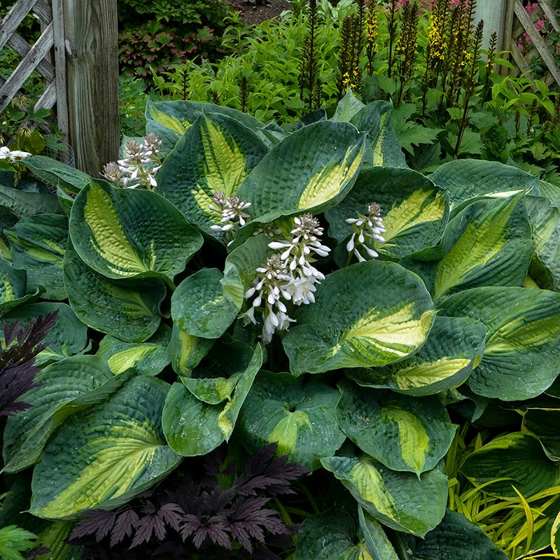 Shadowland® 'Hudson Bay' Hosta 3 Shadowland® 'Hudson Bay' Hosta - Image 3