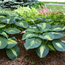 Shadowland® 'Hudson Bay' Hosta 9 Shadowland® 'Hudson Bay' Hosta -Great Garden Plants Shop Hosta Hudson Bay 3 P