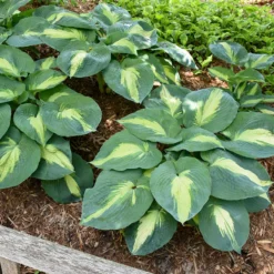 Shadowland® 'Hudson Bay' Hosta 10 Shadowland® 'Hudson Bay' Hosta -Great Garden Plants Shop Hosta Hudson Bay 4 P