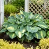 Shadowland® 'Hudson Bay' Hosta