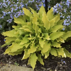 'Time In A Bottle' Hosta -Great Garden Plants Shop Hosta TimeinaBottle Hosta