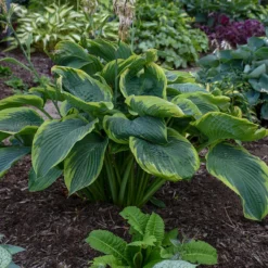 Shadowland® 'Wu-La-La' Hosta -Great Garden Plants Shop Hosta Wu La La 3 P