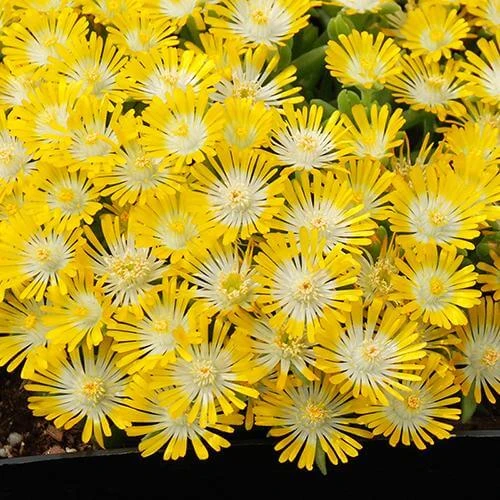 Hot Cakes® 'Banana Blast' Ice Plant 1 Hot Cakes® 'Banana Blast' Ice Plant