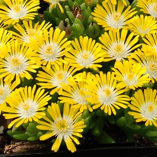 Hot Cakes® 'Banana Blast' Ice Plant 2 Hot Cakes® 'Banana Blast' Ice Plant - Image 2