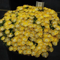 Hot Cakes® 'Banana Blast' Ice Plant 5 Hot Cakes® 'Banana Blast' Ice Plant -Great Garden Plants Shop Hot cakes banana blast delosperma ice plant 3 P sw