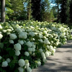 Hydrangeas For Cut Flowers Collection 8 Hydrangeas For Cut Flowers Collection -Great Garden Plants Shop Hydrangea Annabelle 6