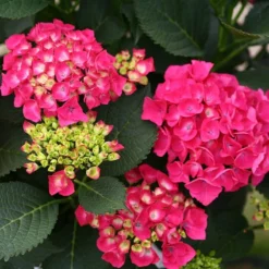 Cityline® Paris Bigleaf Hydrangea -Great Garden Plants Shop Hydrangea Cityline Paris 4 P sw