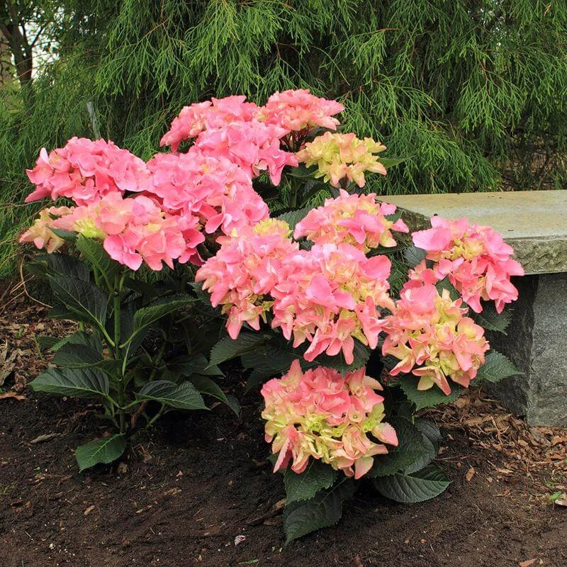 Cityline® Venice Bigleaf Hydrangea 1 Cityline® Venice Bigleaf Hydrangea