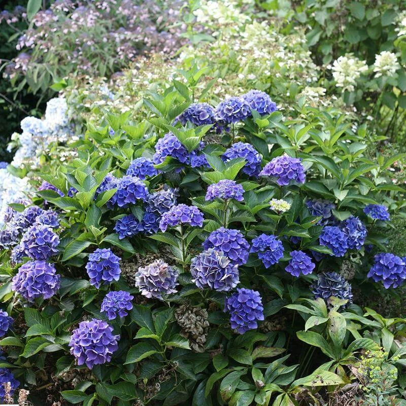 Cityline® Venice Bigleaf Hydrangea 2 Cityline® Venice Bigleaf Hydrangea - Image 2
