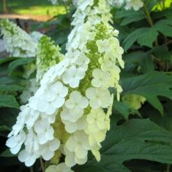 Gatsby Gal® Oakleaf Hydrangea -Great Garden Plants Shop Hydrangea Gatsby Gal 3 P sw