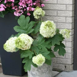 Gatsby Moon® Oakleaf Hydrangea 8 Gatsby Moon® Oakleaf Hydrangea -Great Garden Plants Shop Hydrangea Gatsby Moon 3 P sw