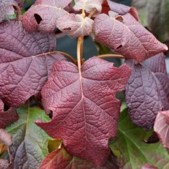 Gatsby Moon® Oakleaf Hydrangea 9 Gatsby Moon® Oakleaf Hydrangea -Great Garden Plants Shop Hydrangea Gatsby Moon 4 P sw