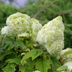 Gatsby Moon® Oakleaf Hydrangea 10 Gatsby Moon® Oakleaf Hydrangea -Great Garden Plants Shop Hydrangea Gatsby Moon 5 P sw