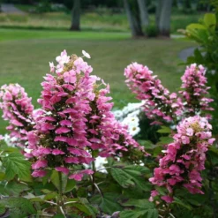 Gatsby Pink® Oakleaf Hydrangea -Great Garden Plants Shop Hydrangea Gatsby Pink 5 P sw