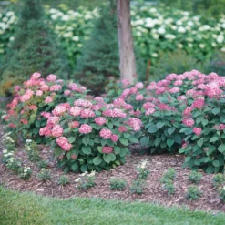 Invincibelle® Ruby Smooth Hydrangea -Great Garden Plants Shop Hydrangea Invincibelle Ruby 3 P