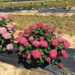 Invincibelle® Ruby Smooth Hydrangea -Great Garden Plants Shop Hydrangea Invincibelle Ruby 4 P