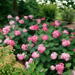 Invincibelle® Ruby Smooth Hydrangea -Great Garden Plants Shop Hydrangea Invincibelle Ruby 5 P